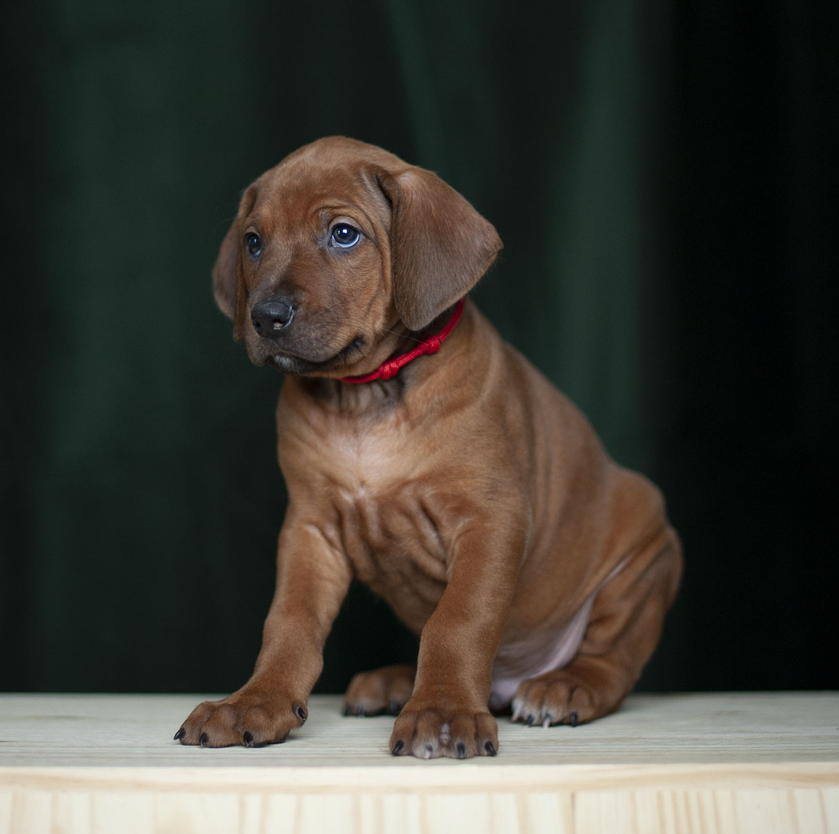 Rhodesian Ridgeback puppy in the midwest