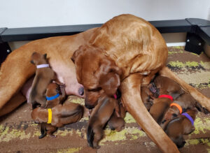 Newborn Rhodesian Ridgeback Puppies
