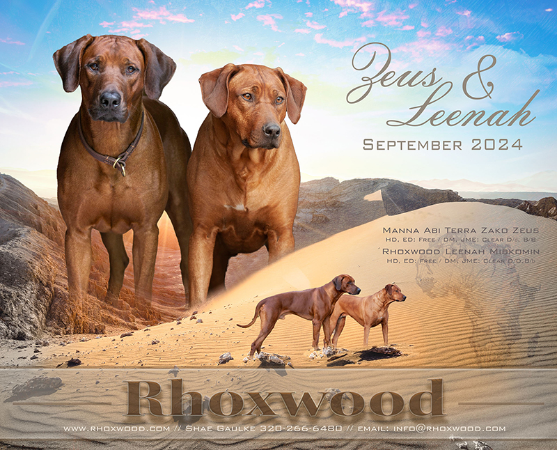 Rhodesian Ridgeback puppies Minnesota